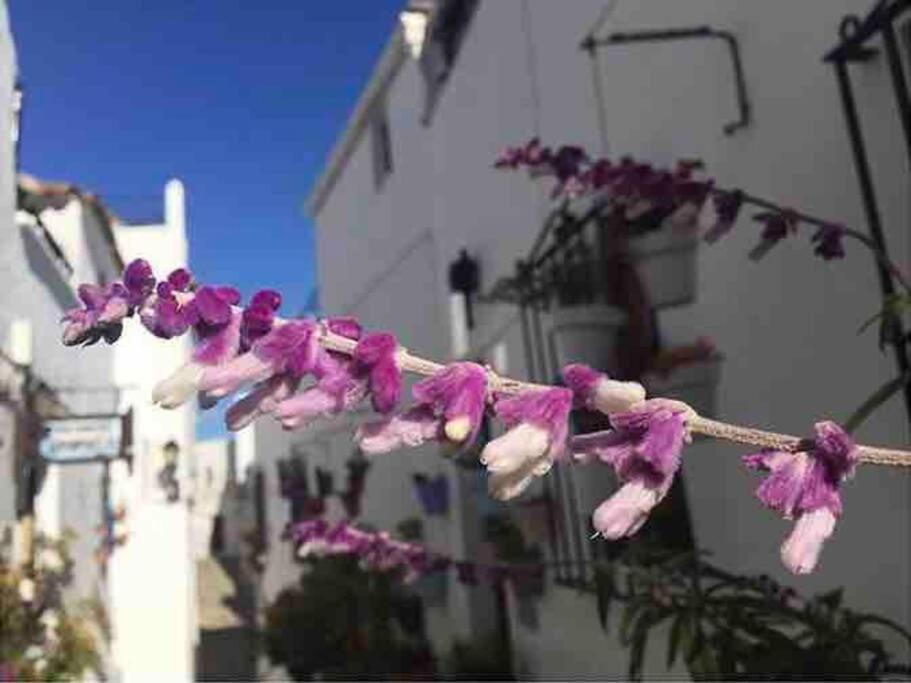 Villa Casa Arena Y Sal En Pleno Casco Antiguo De Vejer à Vejer de la Frontera Extérieur photo